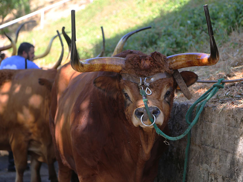 Carne Barros conquista Medalhas de Ouro em Concurso Nacional